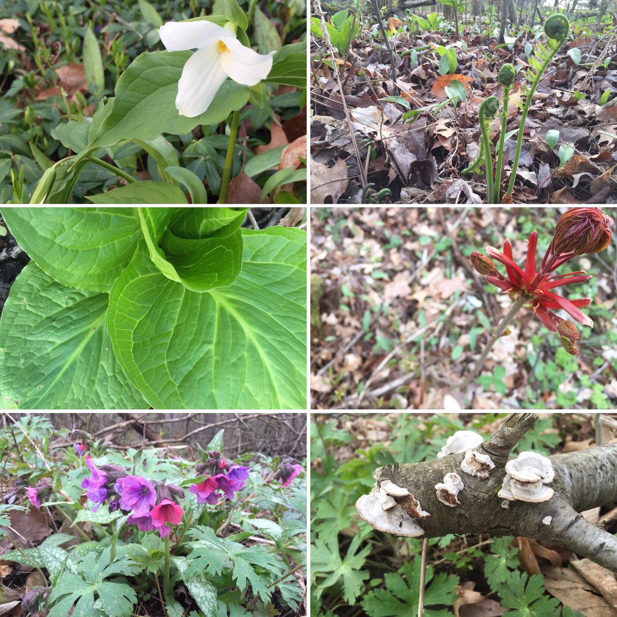 amazonmezzo's tweet image. Tiny miracles along the trail in Norfolk County @NorfolkTour @NorfolkCountyCA #naturesbeauty #trillium #tinymagic