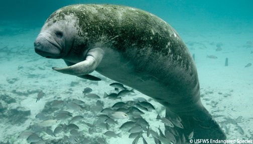 OurOcean's tweet photo. Mama manatee gave birth to rare twins in southwest Florida #ManateeMonday https://t.co/q7x0mrLNJh via @ABCNews https://t.co/UklK1wm6W0