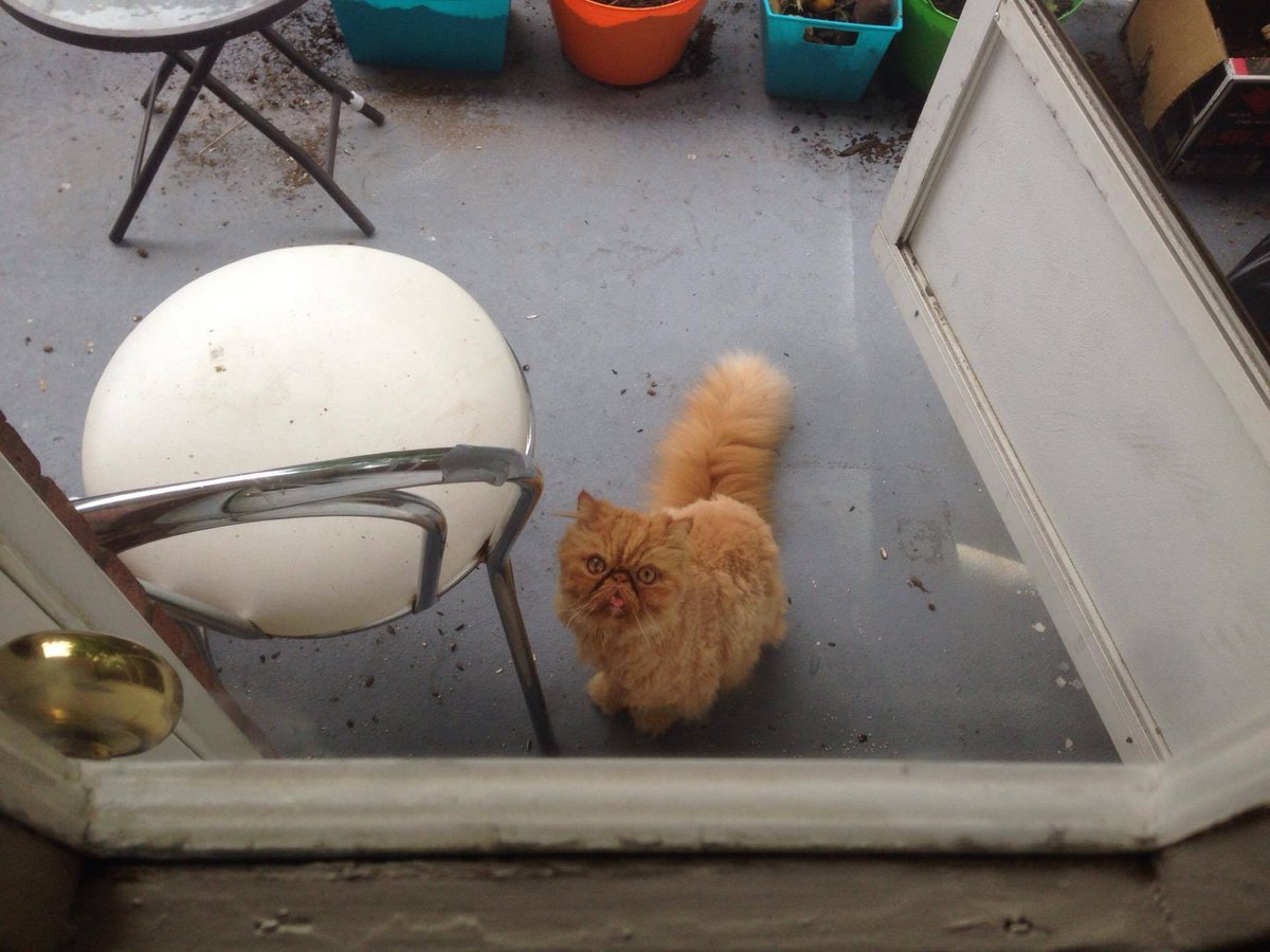 OscarTheFurry's tweet photo. LET US IN!!! WE'VE BEEN WAITING 20 SECONDS!!! THAT'S LIKE YEARS IN CAT TIME!!! https://t.co/6azCuclMPz
