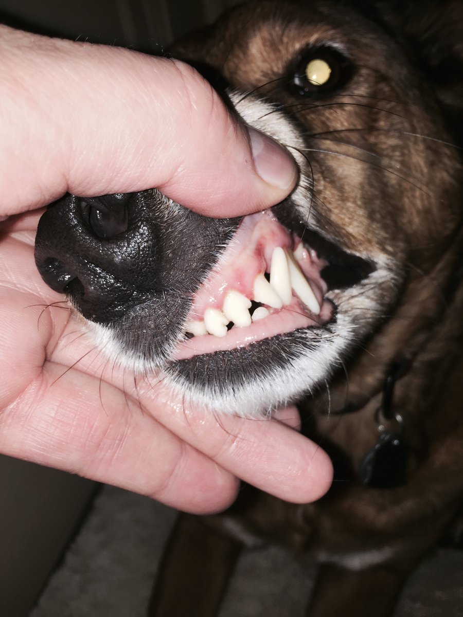 dogsarepigs's tweet photo. @Kis_Lisa @oldmanloudwife The big guy had his shots today, no teeth cleaning recommended! #Getbrushing https://t.co/YWqloZVFdq