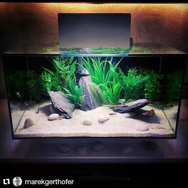 Akvaristan's tweet photo. #akvaristan #aquarium #akvaryum #aquarien Flawless👍 | Repost of  @marekgerthofer | #AquaFamia
| #Fluvaledge #Fluval… https://t.co/ouLL90Rt14