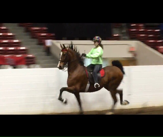 tahyaschmidt__'s tweet photo. if you want a stable relationship, buy a horse yo #stillsearchin https://t.co/aTKiOZxScn