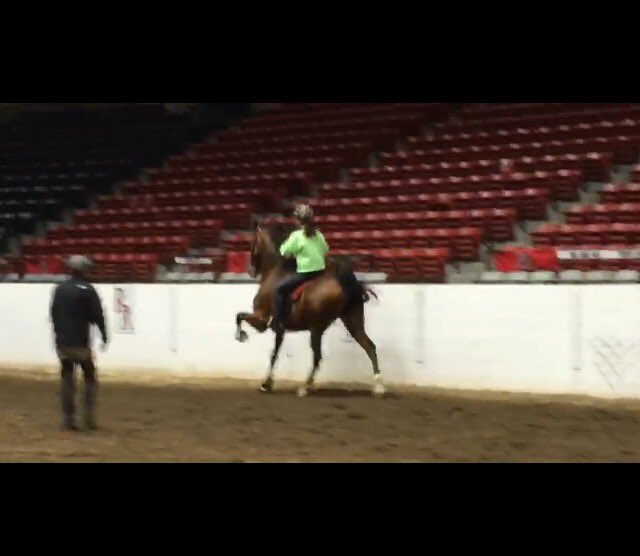 tahyaschmidt__'s tweet photo. if you want a stable relationship, buy a horse yo #stillsearchin https://t.co/aTKiOZxScn