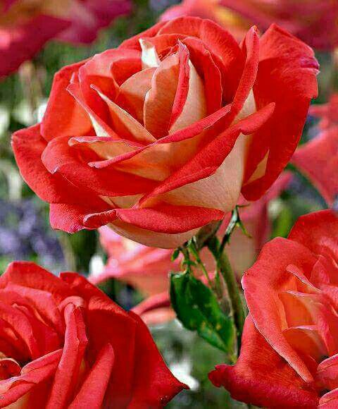 F2468Com tweet picture