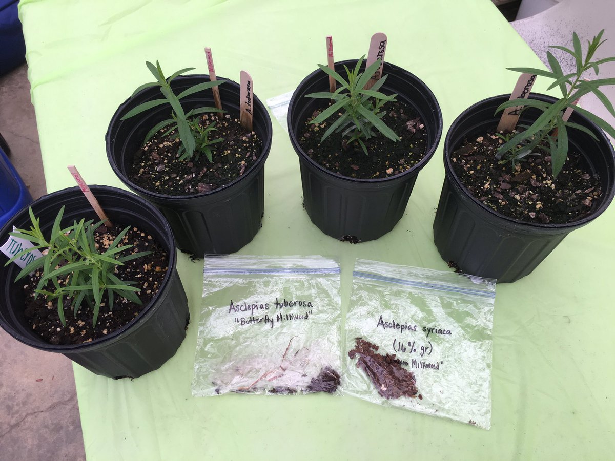 mrgreensci's tweet photo. Milkweed plants and seeds from @IrmoMiddle ready for donation to @SandhillsP #GotMilkweedSC https://t.co/Gu9IJKNIwv
