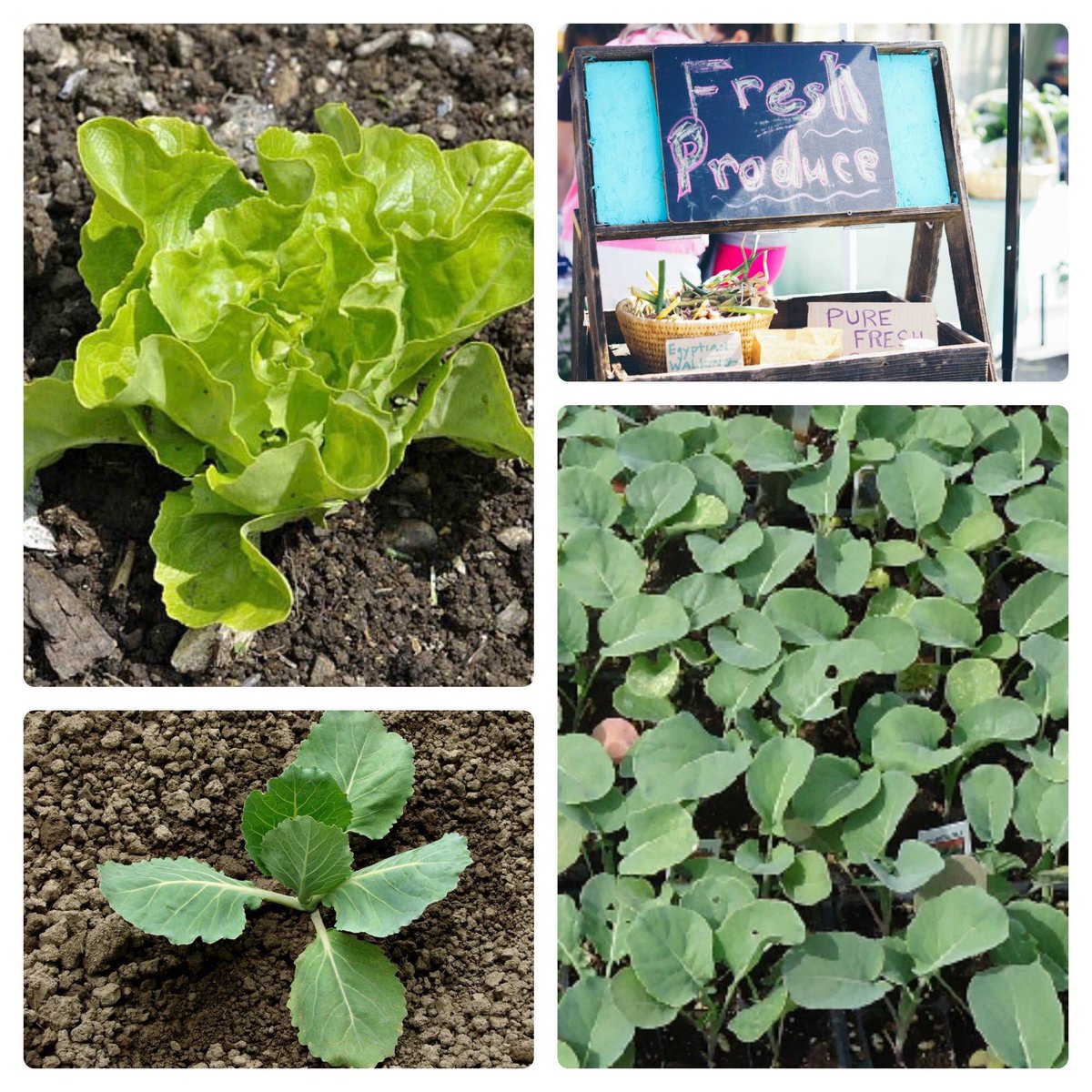 JPFarmAndFlea's tweet photo. Free seedlings at the #JPFleaMarket on May14 to get your garden going (while supplies last)! https://t.co/dYVb4EnJwn https://t.co/wNF07Gjp6l
