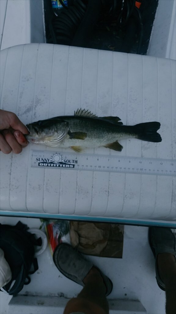 lefeflies's tweet photo. Had fun at the @_sunnysouth_ Bass Classic this weekend, but couldn't seem to catch any hogs! Only this little guy! https://t.co/gGG6b16EKi