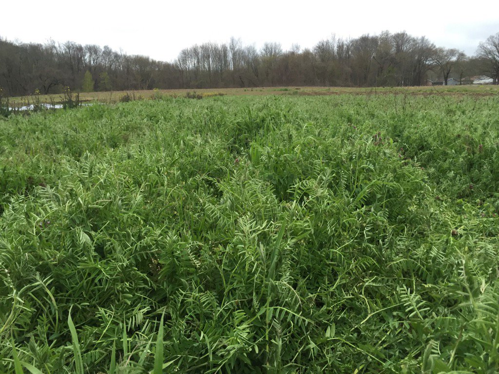 marsfarmer75's tweet photo. Hairy vetch at #redplanetfarm. This cover crop is the x-wing of sustainable agriculture. https://t.co/iSOwiMn3iO