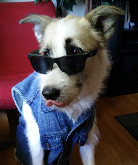 ngun's tweet photo. never forget #teendog https://t.co/8qBqR6opDM