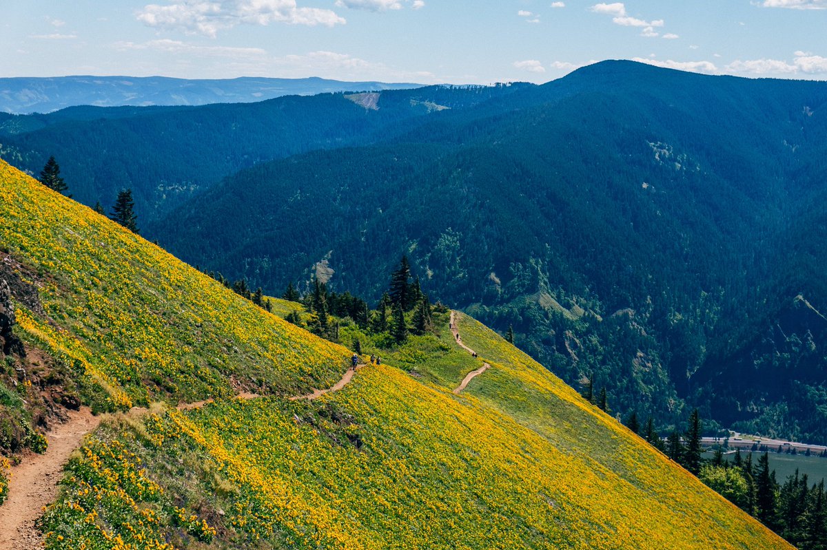 RAC's tweet photo. Dog Mountain, Washington. In search of the Windows XP desktop. Got pretty close. https://t.co/uVeY95wZre