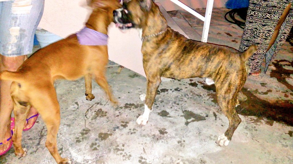 amanwithmask's tweet photo. Chanel no.5 y Lucas...
En pleno amorio...
😢😢😢😢😢😢
#CuandoLosHijosSeVan https://t.co/Nmqkvg3R2B