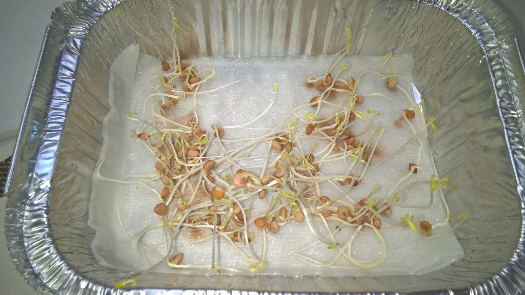 JasonBrand's tweet photo. #Germination testing in #lentils for trials this year. All above 95%. @Pulse_Australia @theGRDC https://t.co/w6rl9tUXaw