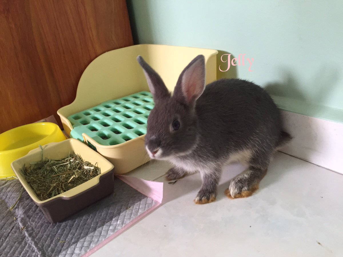 cotton_the_nd's tweet photo. Jelly the ND
#rabbit #bunny #cottonthend https://t.co/VhhCxGkjSv