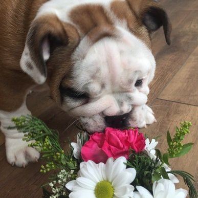 1034SunFM's tweet image. Congratulations to Blanche who has been voted the winner of our #NationalPetMonth competition with @SeahamVets