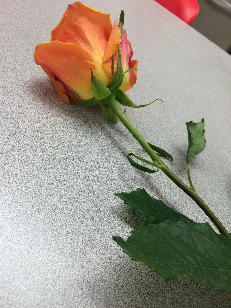 Whitney21180709's tweet photo. A little girl came up to everyone at #t221 and gave a rose &amp; said I'm sorry everyone has been mean #goodparenting https://t.co/FrLCPOrh0R