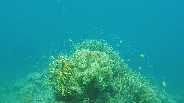 SeaLifeProject's tweet image. Finally went diving today! #greatbarrierreef #hookisland #scubadiving #noice 👌🏼👌🏼👌🏼🐠🐠 bit.ly/1NRnGT7