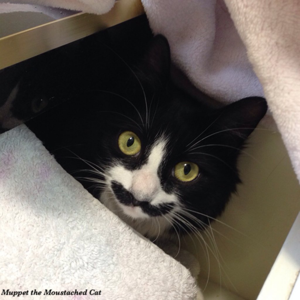 Muppetcatstache's tweet photo. Um...your towel is in my apartment. #CatsOfTwitter #catsofinstagram #moustachecat #mustachecat https://t.co/x6wgRd0OK8