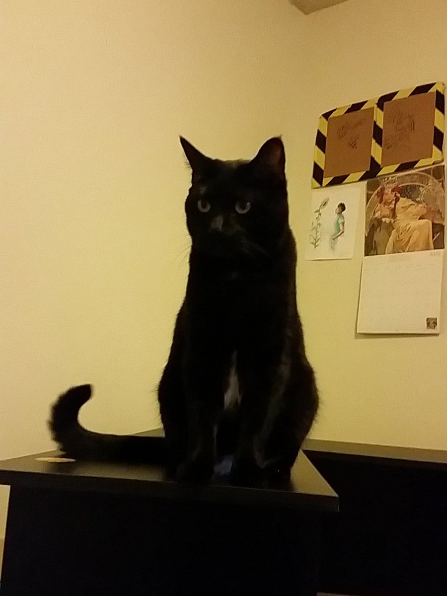 Deedlepeas's tweet photo. But first.. one more picture of my cat and the only wall art I have up. https://t.co/fYVLQyNRAu
