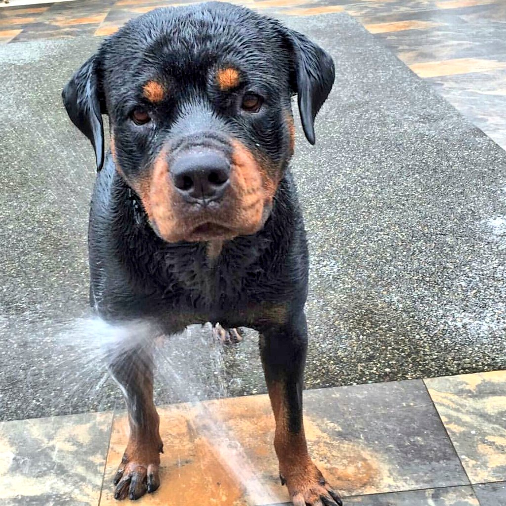 RottweilerFans's tweet photo. Bruno by @rottweiler_bruno on #Instagram #rottweilerfans #rottweiler #rottweilers #rottie #photooftheday #amazing https://t.co/NpSGRrd3lx
