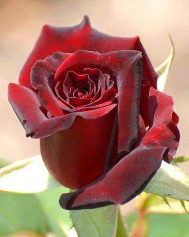 Dua bazen sözcük istemez;
Bir duruşta bin gönül sunulur Allah'a..

#MiraçKandili

Hayırlı Kandiller