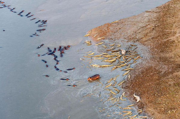 ScienceofStuff's tweet photo. This is what an epic battle between hippos &amp; crocodiles looks like. https://t.co/qRlTToVg6p