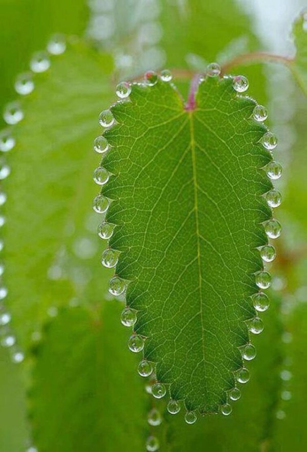 ScienceofStuff's tweet photo. This is a process called guttation. The plant is expelling water due to a positive root pressure. https://t.co/9bvghqm1NZ