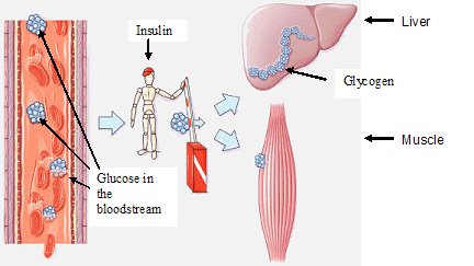 Breaking_News77's tweet photo. #Diabetic #Disease #Foods #Sugar - Carbohydrates, High Blood Sugars, #Diabetes - ... - https://t.co/5x2mCisHWP https://t.co/6LkSolsCE9