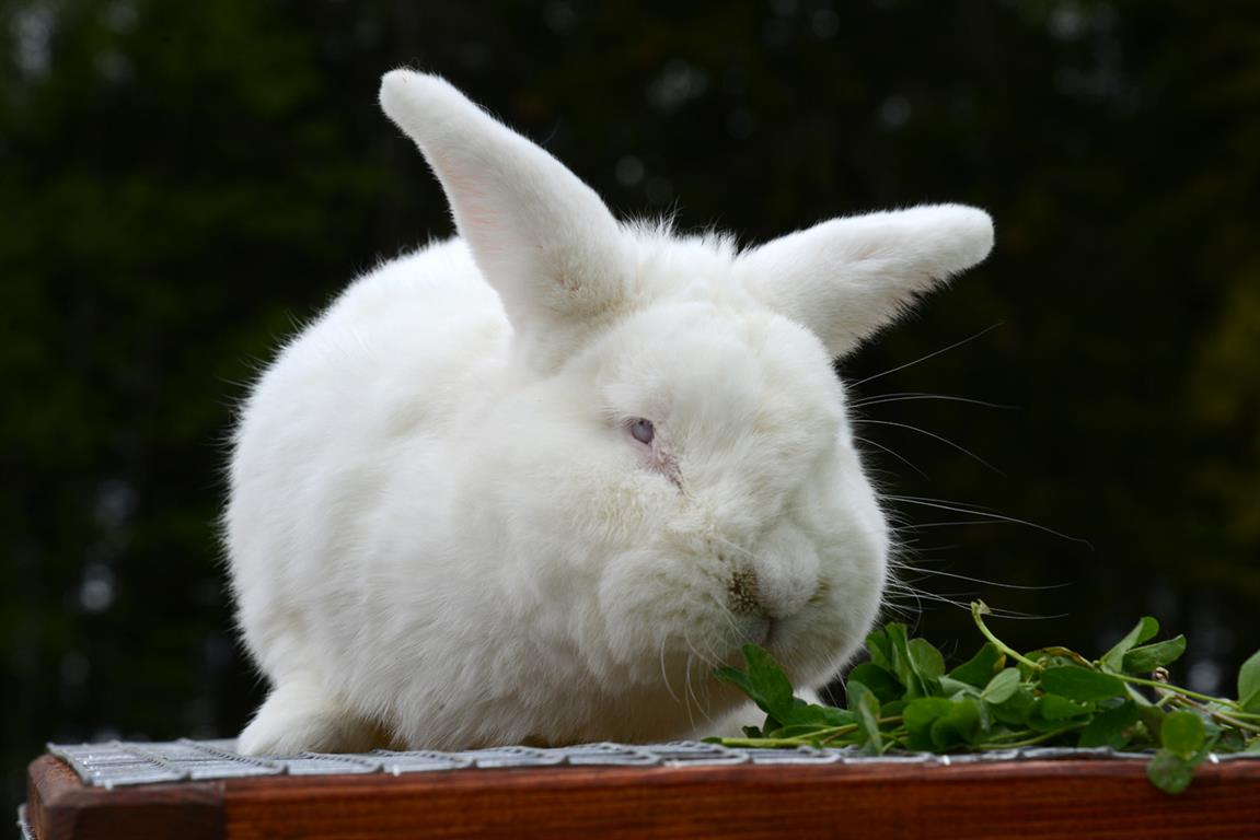 multinews_lv's tweet photo. Trušu diena Rīgas Zoodārza filiālē „Cīruļi” (FOTO) https://t.co/SBgjghMWMo @RigasZoodarzs #trusis #rabbit https://t.co/Z5dHhom9MQ