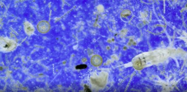 ScienceChannel's tweet photo. Photosynthesis was originally a DNA mutation. https://t.co/J6ksWw8U82 https://t.co/Ol40reMr9p