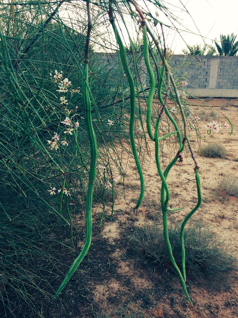 saud39830's tweet photo. #تصويري
لأزهار وثمار أشجار"البان"
وتسمى اليسر أو الشوع حيث جلبنا
بذورها من منطقة العلا وتم استزراعها
بالمنطقة الوسطى https://t.co/jfhjTPi2NH