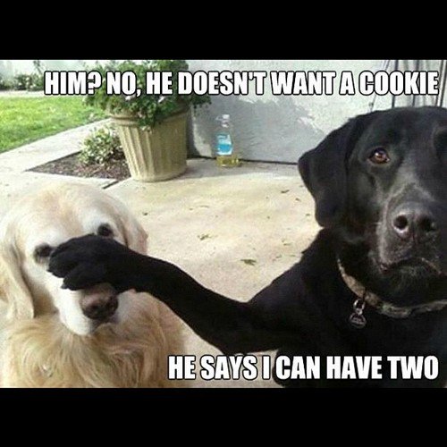 Why Do Labradors Love Food So Much