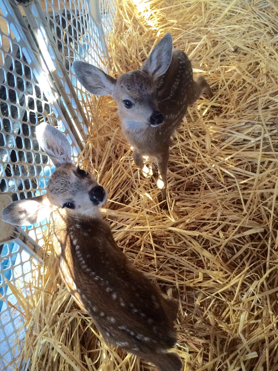 KSFawnRescue's tweet photo. Want to help support Kindred Spirits Fawn rescue? Go to https://t.co/naBCc0iQZi and donate for #bigdayofgiving #May3 https://t.co/wuBuuZTDHL