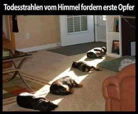 Der goldene Aluhut tweet media