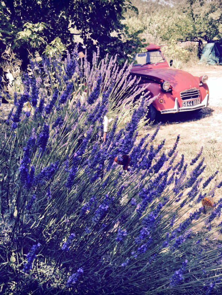 onceuponameal's tweet photo. #Provence, France is so beautiful it almost isn't fair. 🌸🌷🌼 #summer #vintage #lavender #travel https://t.co/nM6DXbFpM7