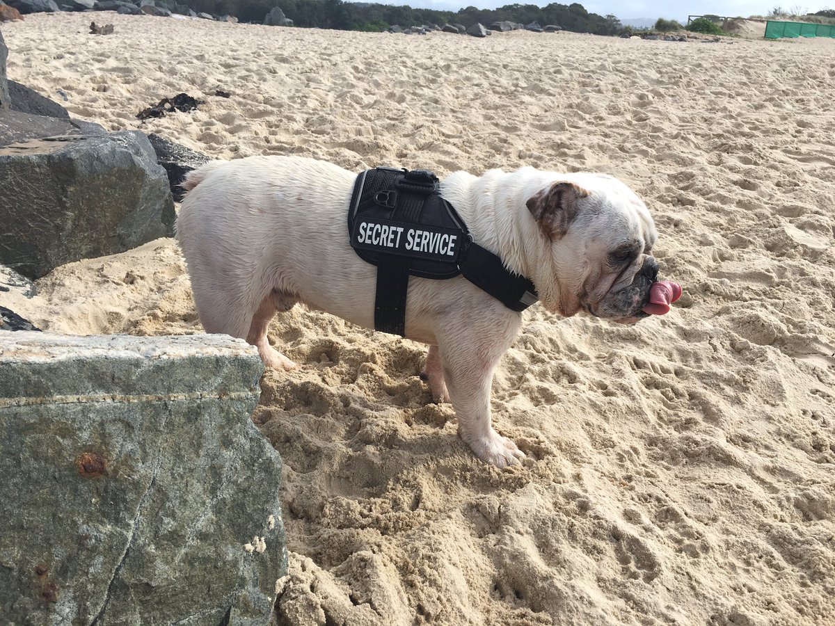 Ms_Mi5chf's tweet photo. Missing public holiday afternoons beach walking with my boy 💙 Today Tuesday is the new Monday 🤔 #LabourDay2016 https://t.co/NAX8YK7N7w
