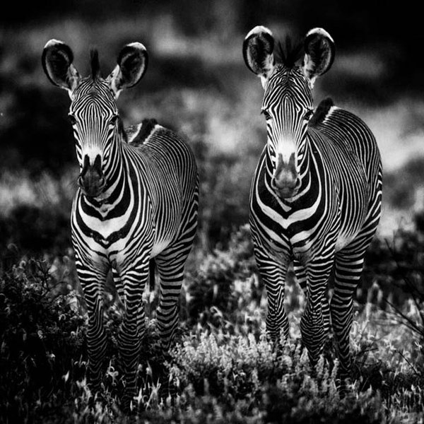 ChgwE9AW0AEdK4B.jpg