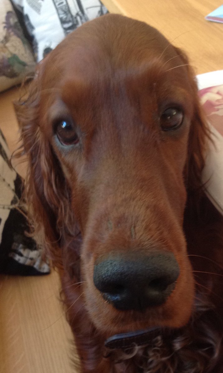 PaddySetter's tweet image. Happy Birthday to me