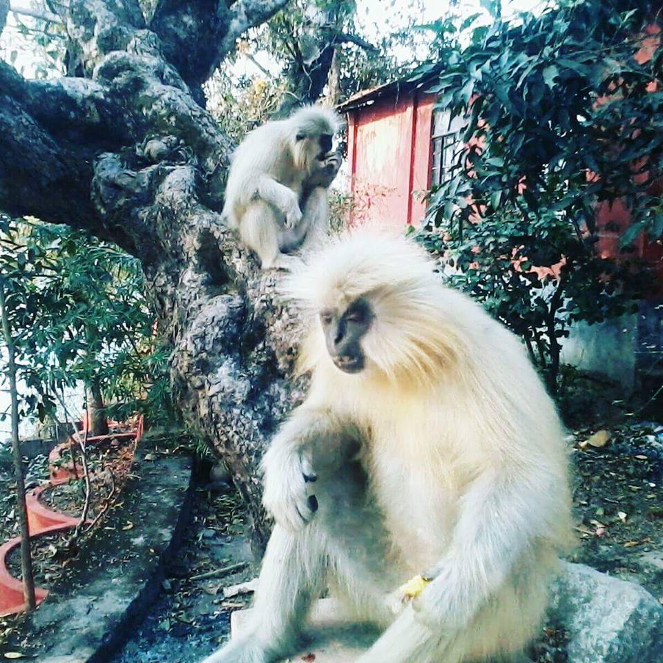 #GoldenLangur spotted at #Umananda Temple. Their habitat is also endangered by human civilization. #Guwahati