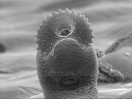 OAgenetics's tweet image. Karyotype reveals mysteries of a parasitic worm: …lecularcytogenetics.biomedcentral.com/articles/10.11…
#MolecularCytogenetics