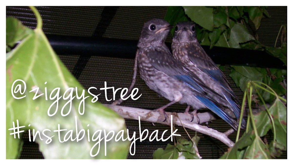 ziggystree's tweet photo. On Instagram? Help us win a pop-up prize for The #BigPayback! Mention @ziggystree using #instabigpayback! #donate https://t.co/lhqXQZ6tW6