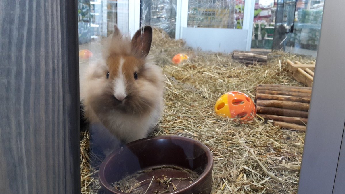 Rob Tv On Twitter Vanavond Feestelijke Opening Van Grootste Aveve