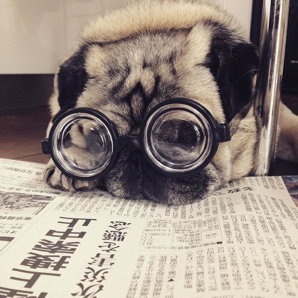 Image result for pug newspaper