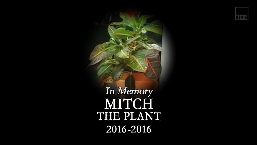 PTBAWF's tweet photo. RIP Mitch 😞 #RAW https://t.co/3G1GEJhYNt