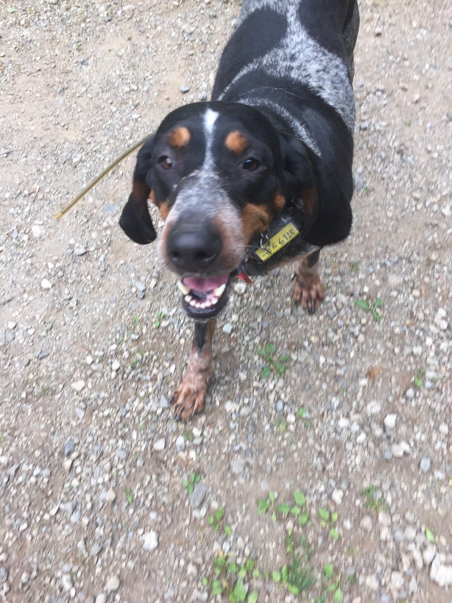 Bezffs1dH's tweet photo. 川尻のキャンプ場でラッキーという犬が飼い主を探して森の中をさ迷ってます。なので、ラッキーが早く飼い主の元へいけるように
拡散お願いします。 https://t.co/HOOVlOWJjE