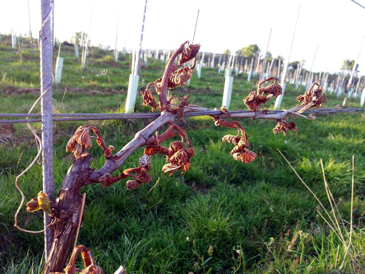 this is how our vineyards look like at the moment.. now hope remains #lifeshardinthemountains #kapfenstein #frost