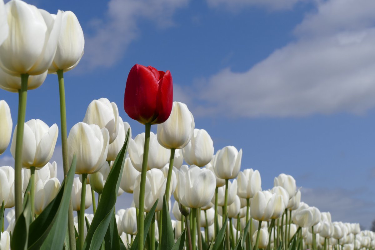 Het wordt deze week goed weer en er bloeien veel tulpenvelden. Mooi moment om de #TulpenrouteDronten te volgen!