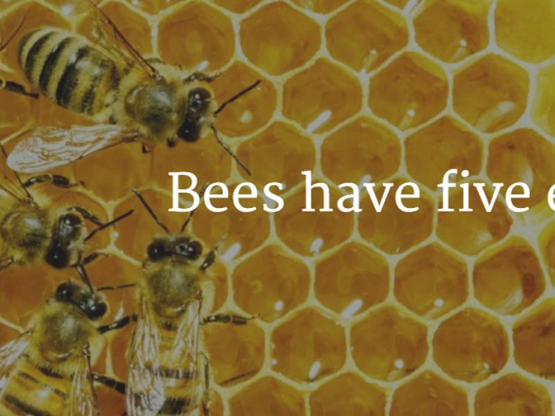 WCO_CE's tweet photo. #Bee have 5 eyes #EyeFacts https://t.co/vat56vNGIe