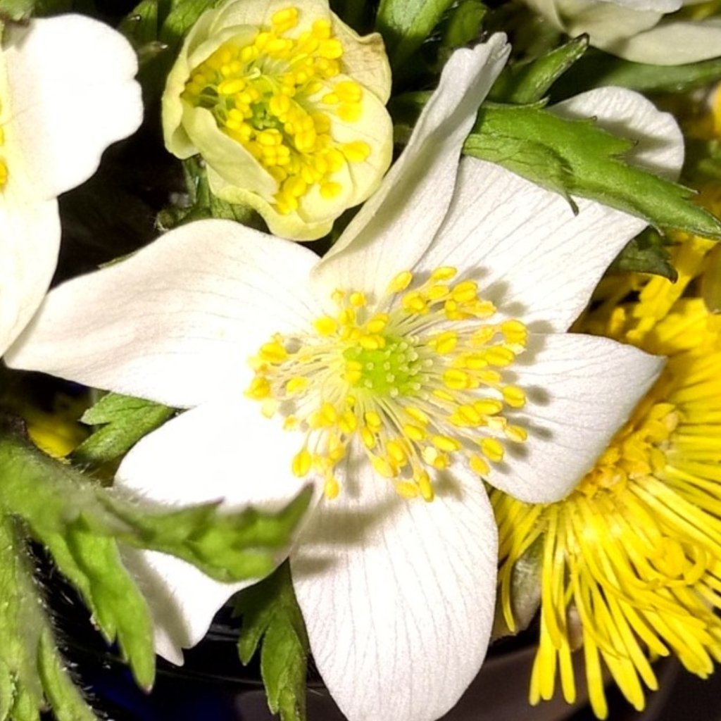Woolenberg's tweet photo. the first wood anemones 💚 at least summer is coming💚 toasty weather💚 in shade +18 #sun #happy #sheep #Woolenberg https://t.co/nSD3rgpsZT