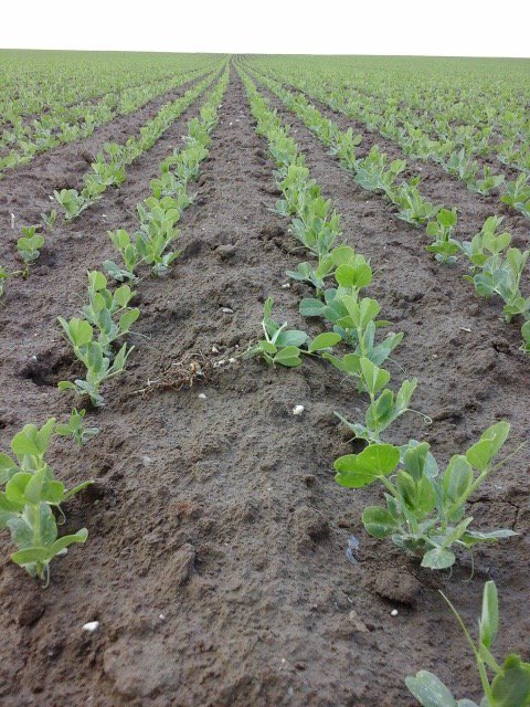 Hush, they’re growing! The first peas are coming out of the ground in #Nord – #Picardie ! #Bonduelle #agriculture