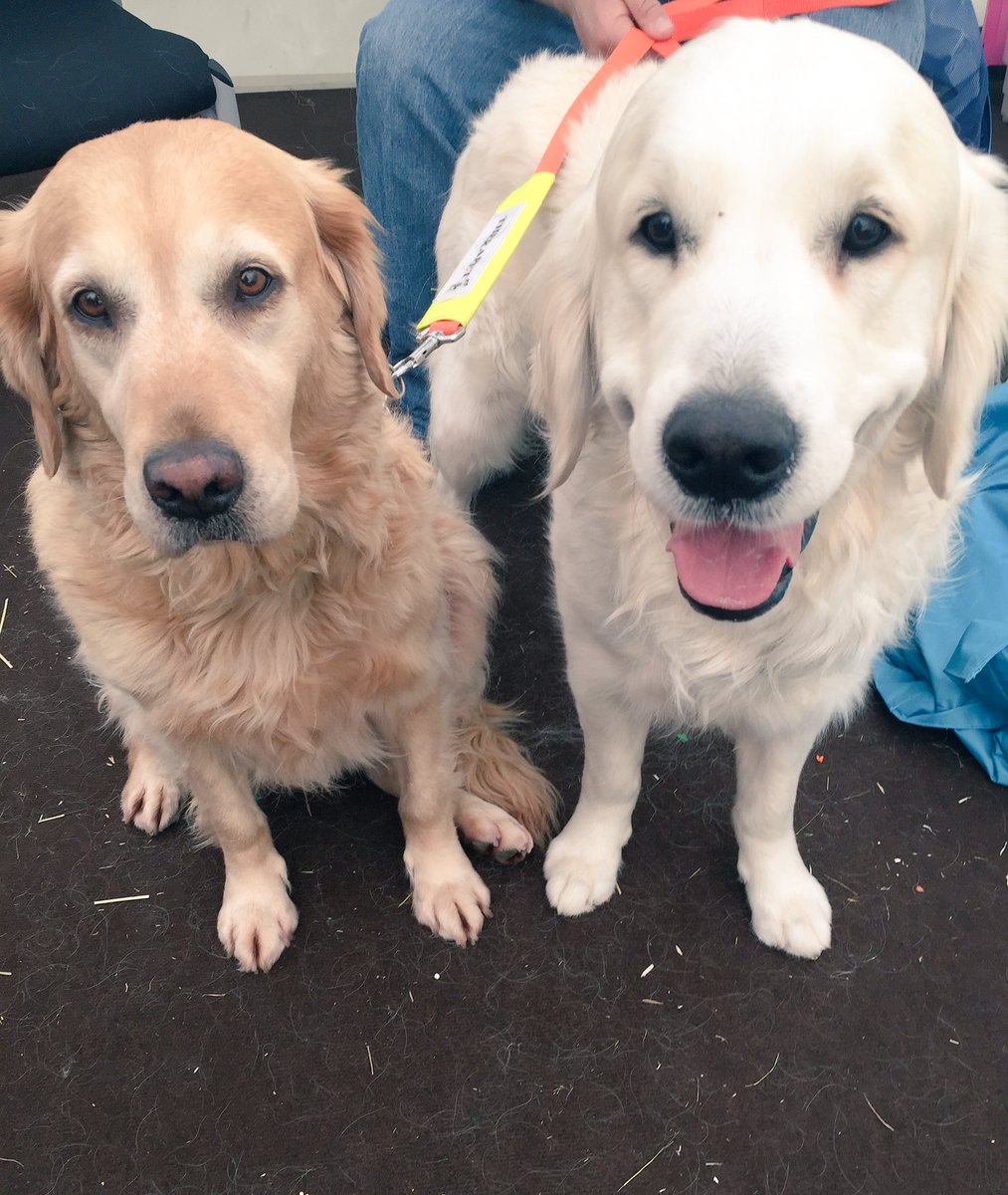 charagorman's tweet photo. Shoutout to @standwellbeing for bringing therapy dogs to the library to quell my final exam mania 🐩🐶🐩 https://t.co/jbWwvs4BSc